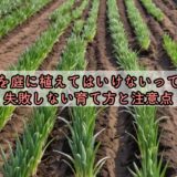 玉ねぎを庭に植えてはいけないって本当？失敗しない育て方と注意点
