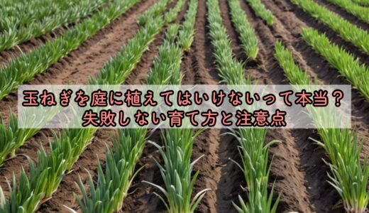 玉ねぎを庭に植えてはいけないって本当？失敗しない育て方と注意点