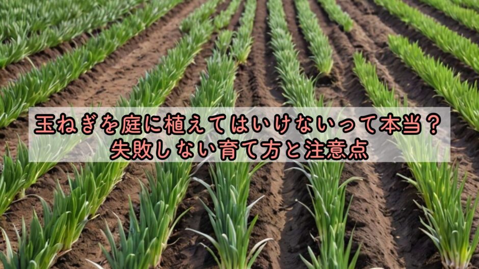 玉ねぎを庭に植えてはいけないって本当？失敗しない育て方と注意点