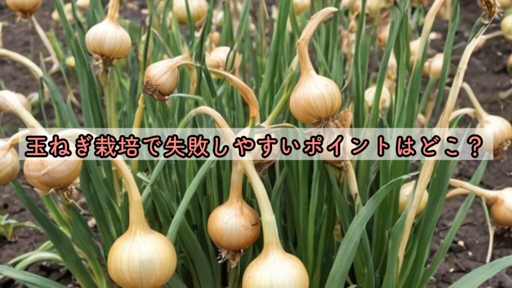 玉ねぎ栽培で失敗しやすいポイントはどこ?