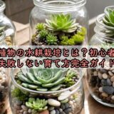多肉植物の水耕栽培とは？初心者でも失敗しない育て方完全ガイド