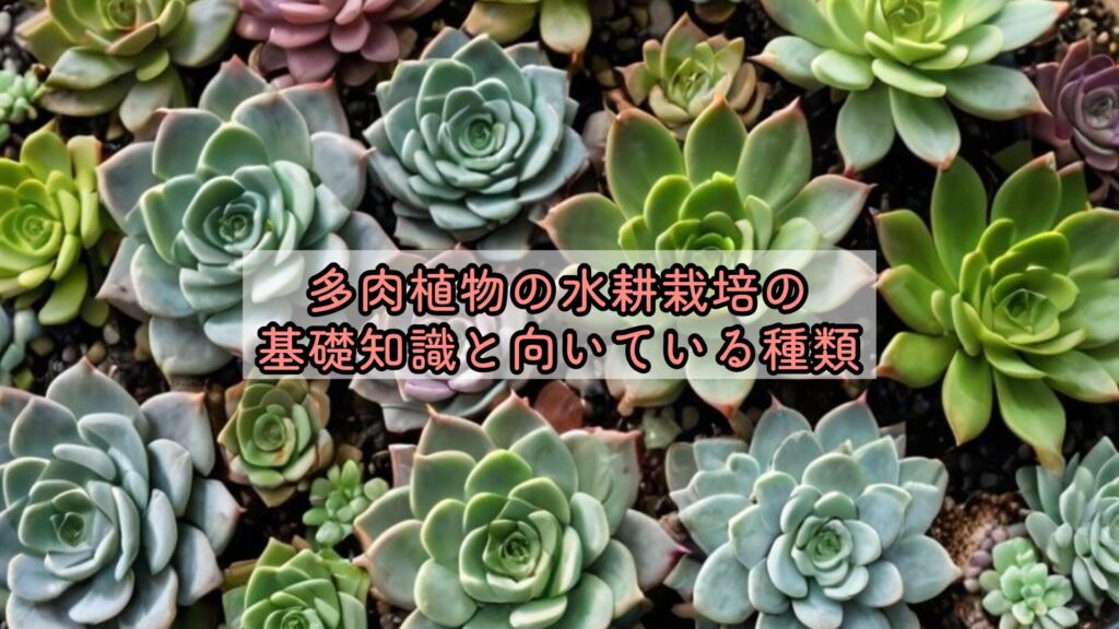 多肉植物の水耕栽培の基礎知識と向いている種類