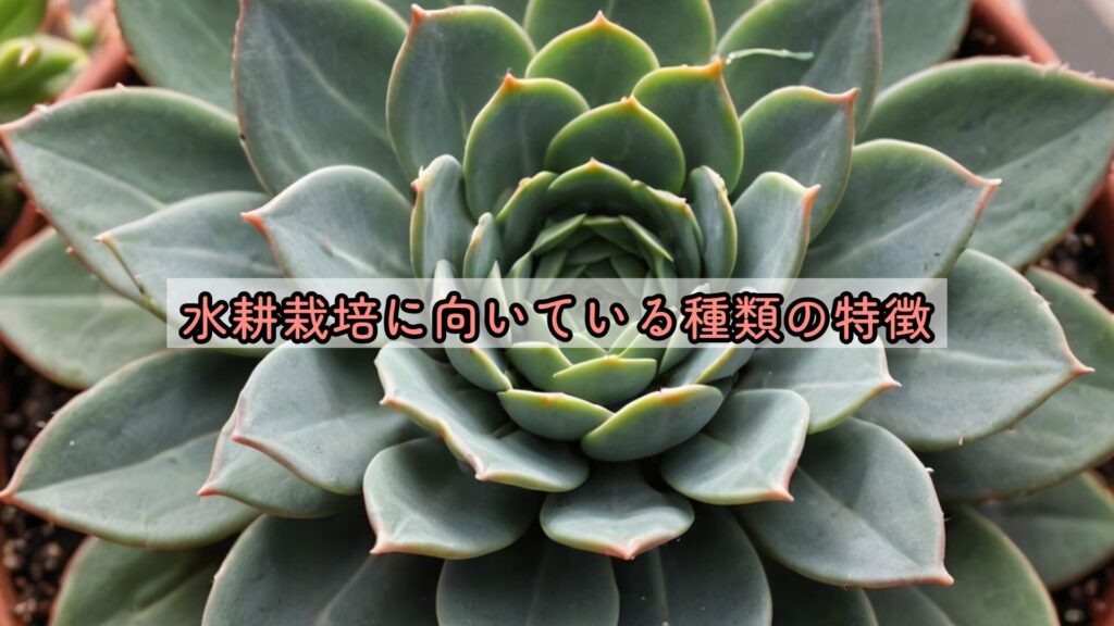 水耕栽培に向いている種類の特徴