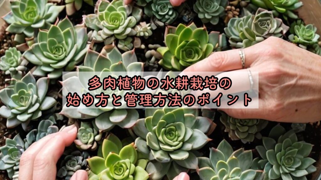 多肉植物の水耕栽培の始め方と管理方法のポイント