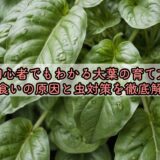 【初心者でもわかる大葉の育て方】虫食いの原因と虫対策を徹底解説