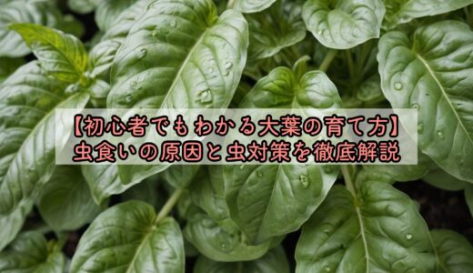 【初心者でもわかる大葉の育て方】虫食いの原因と虫対策を徹底解説