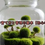 まりもの育て方と管理の基本【初心者向け】