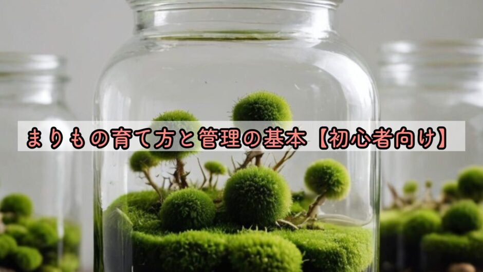 まりもの育て方と管理の基本【初心者向け】