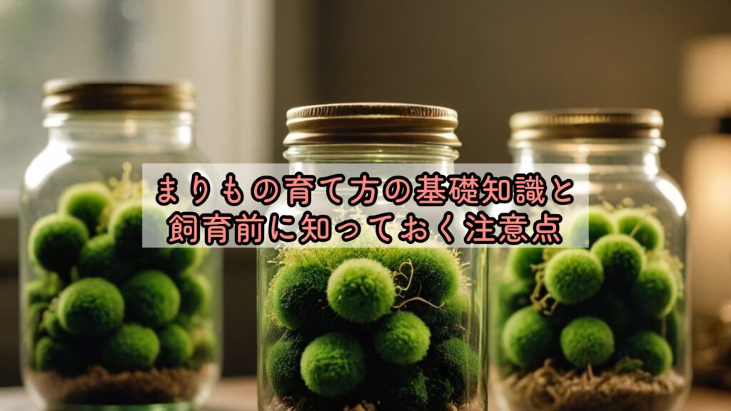 まりもの育て方の基礎知識と飼育前に知っておく注意点