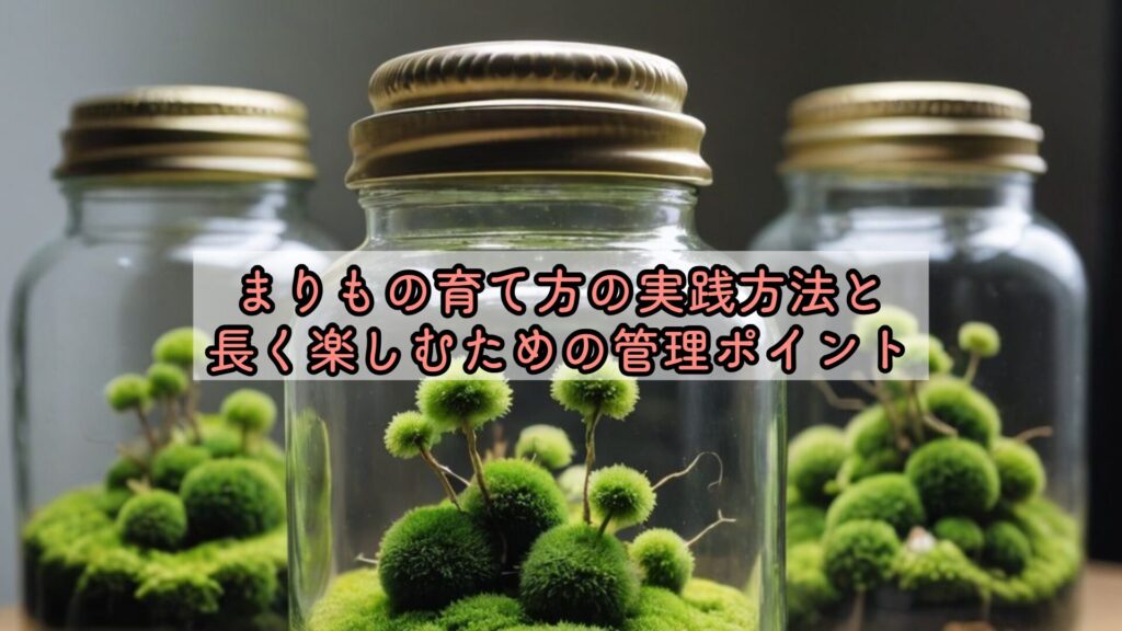 まりもの育て方の実践方法と長く楽しむための管理ポイント