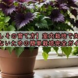 【しその育て方】室内栽培で失敗しないための簡単栽培完全ガイド