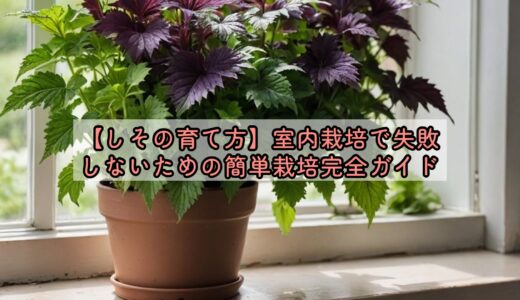 【しその育て方】室内栽培で失敗しないための簡単栽培完全ガイド