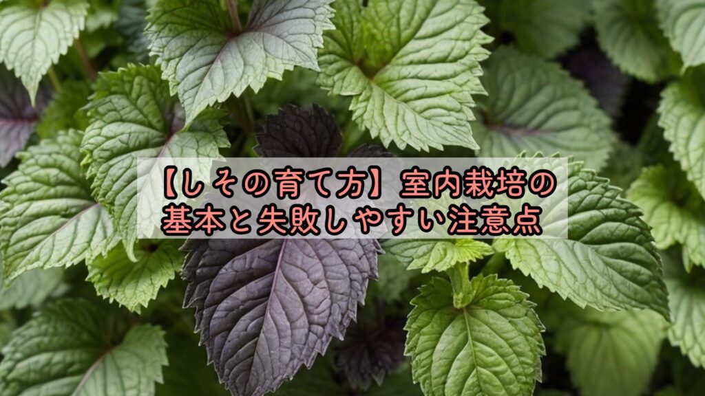 【しその育て方】室内栽培の基本と失敗しやすい注意点
