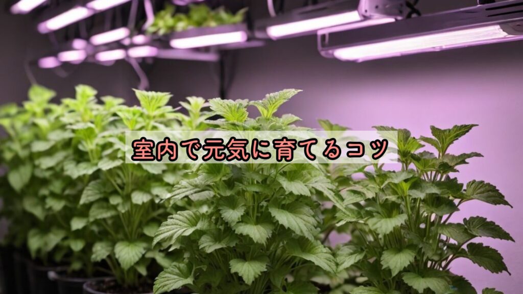 室内で元気に育てるコツ