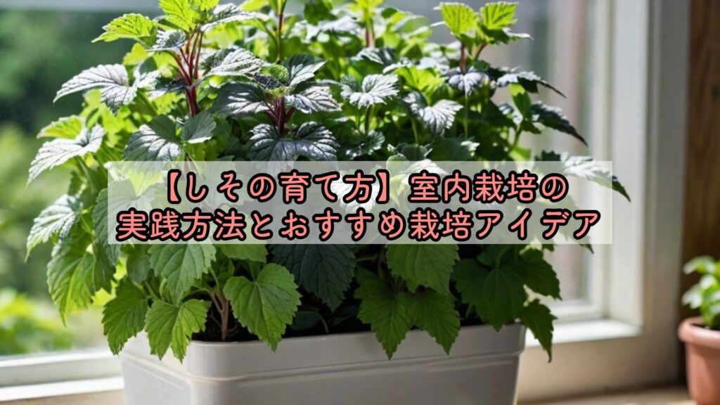 【しその育て方】室内栽培の実践方法とおすすめ栽培アイデア