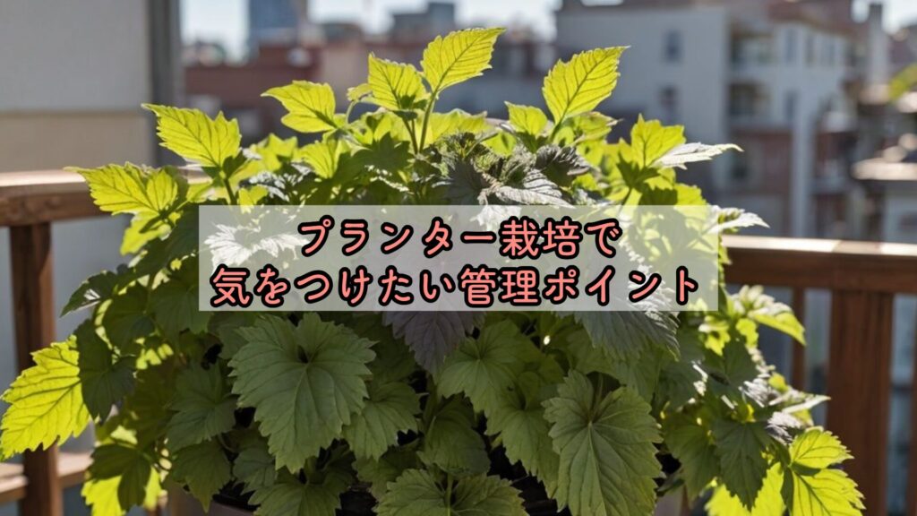 プランター栽培で気をつけたい管理ポイント
