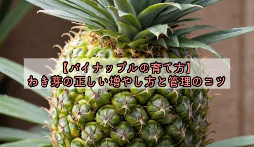 【パイナップルの育て方】わき芽の正しい増やし方と管理のコツ