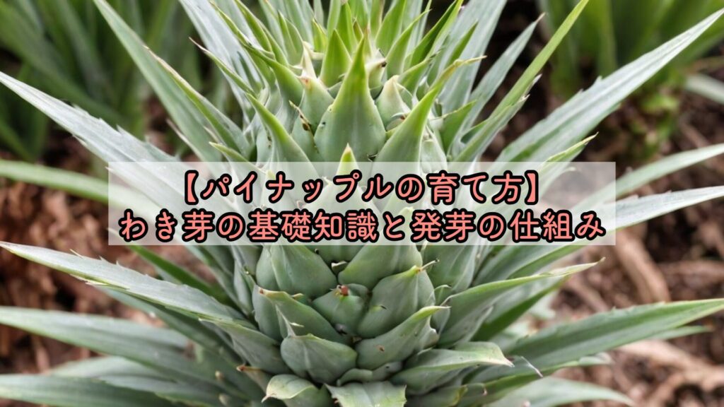 【パイナップルの育て方】わき芽の基礎知識と発芽の仕組み
