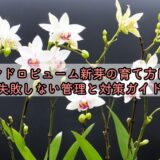 デンドロビューム新芽の育て方は？失敗しない管理と対策ガイド