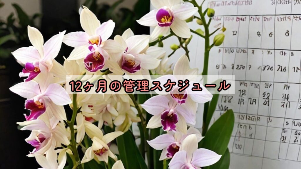 12ヶ月の管理スケジュール