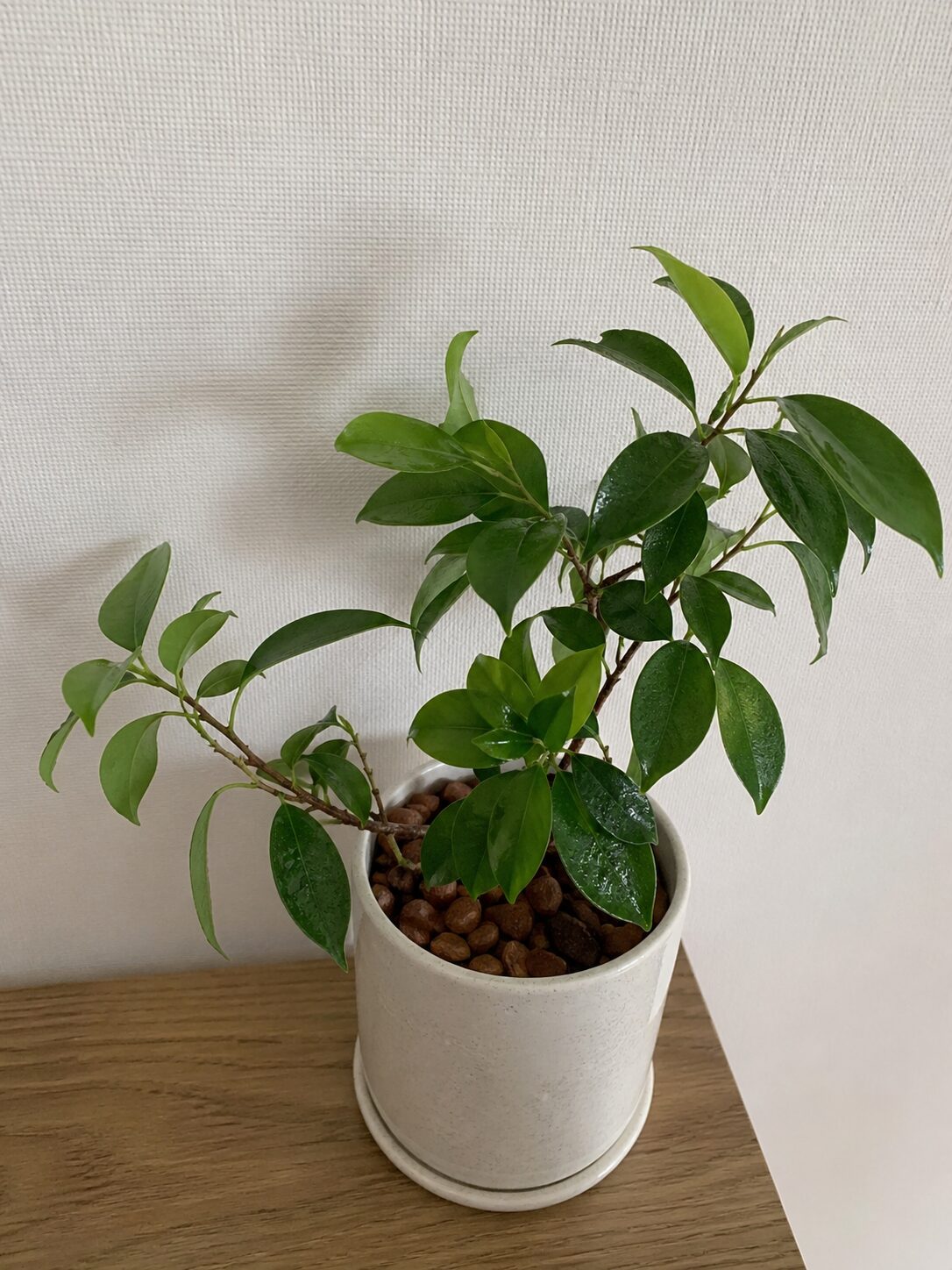 ハルアが育てているフィカス