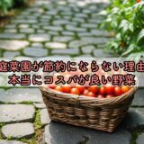 家庭菜園が節約にならない理由と本当にコスパが良い野菜