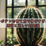 サボテンの育て方で伸びすぎる原因と正しい対処法