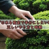 つげの木を剪定で半分にしたい時の正しいやり方と時期