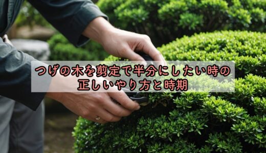 つげの木を剪定で半分にしたい時の正しいやり方と時期