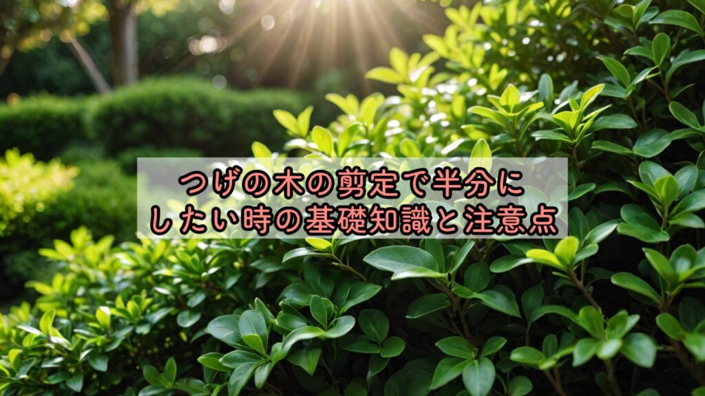 つげの木の剪定で半分にしたい時の基礎知識と注意点
