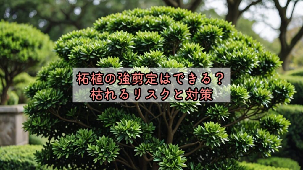 柘植の強剪定はできる？枯れるリスクと対策