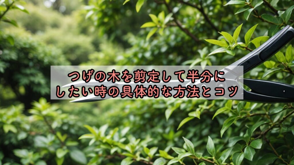 つげの木を剪定して半分にしたい時の具体的な方法とコツ