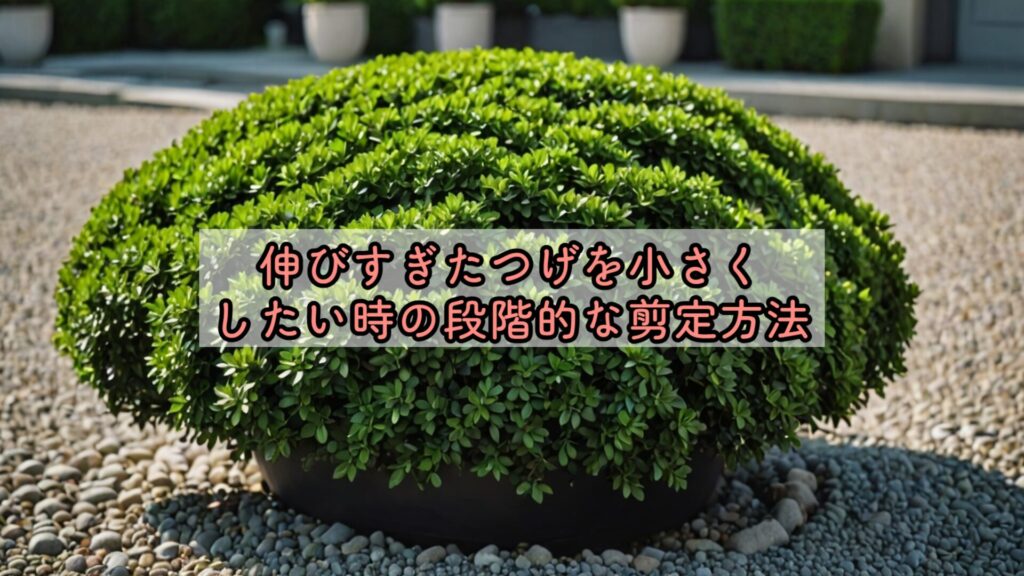 伸びすぎたつげを小さくしたい時の段階的な剪定方法