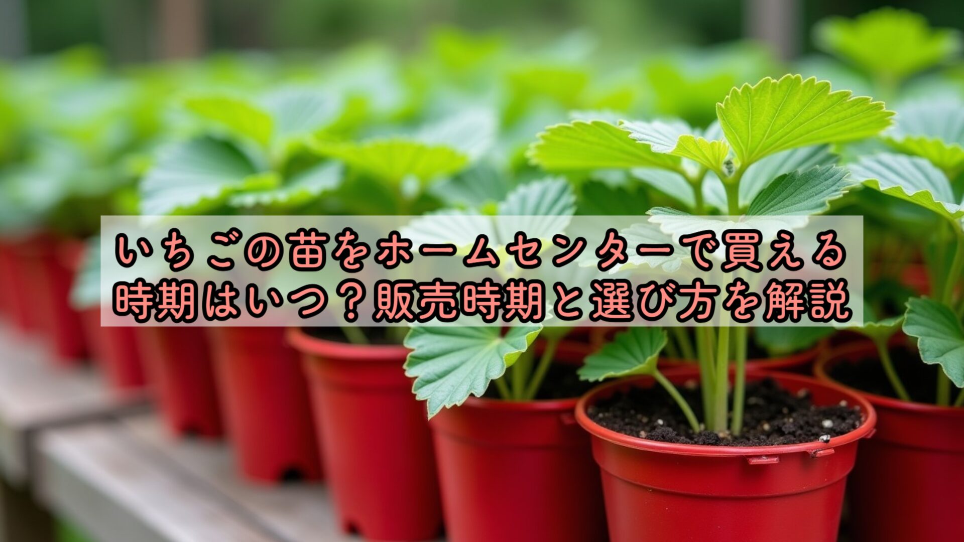 いちご 苗 販売 時期