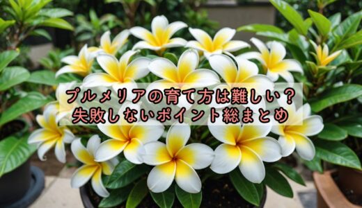 プルメリアの育て方は難しい？失敗しないポイント総まとめ