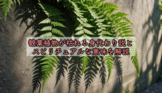 観葉植物が枯れる身代わり説とスピリチュアルな意味を解説