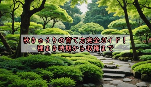 秋きゅうりの育て方完全ガイド！種まき時期から収穫まで