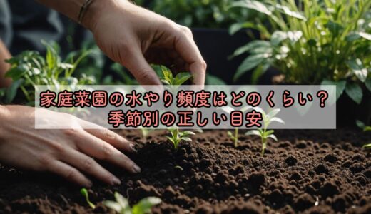 家庭菜園の水やり頻度はどのくらい？季節別の正しい目安