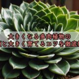 大きくなる多肉植物の種類と大きく育てるコツを徹底解説