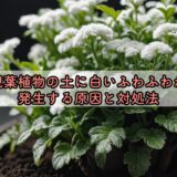 観葉植物の土に白いふわふわが発生する原因と対処法