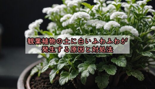 観葉植物の土に白いふわふわが発生する原因と対処法