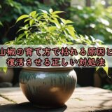 山椒の育て方で枯れる原因と復活させる正しい対処法