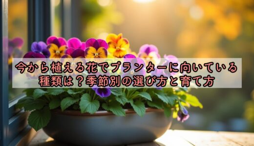 今から植える花でプランターに向いている種類は？季節別の選び方と育て方