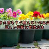 買ってきた苗をすぐ植えないのは大丈夫？正しい判断と管理方法