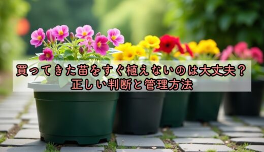 買ってきた苗をすぐ植えないのは大丈夫？正しい判断と管理方法