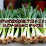 玉ねぎの苗の保存方法は？買ってきた後に傷めない保管のコツを解説