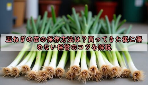 玉ねぎの苗の保存方法は？買ってきた後に傷めない保管のコツを解説