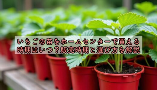 いちごの苗をホームセンターで買える時期はいつ？販売時期と選び方を解説
