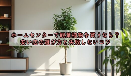 ホームセンターで観葉植物を買うなら？安い店の選び方と失敗しないコツ