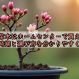 桃の苗木はホームセンターで買える？販売時期と選び方を分かりやすく解説